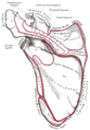Left scapula. Dorsal surface. ("Infra-spinatous" fossa visible at bottom right.)