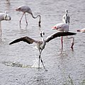 Greater flamingoes at Al-Wathba Wetland Reserve
