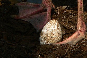 Egg at Cincinnati Zoo