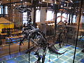 One of the Bernissart Iguanodons on display at the Royal Belgian Institute of Natural Sciences.