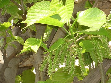 Young mulberry fruit clusters