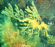 Camouflaged: leafy seadragon
