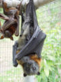 Grey-headed flying fox with baby (the smaller bat in the back is a little red flying fox