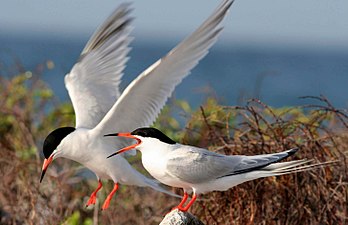 Roseate tern at La Parguera, (on the list of threatened species)