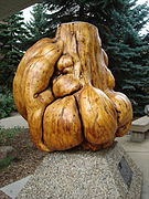 A large spruce burl on display at the University of Alberta