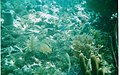 Various fish among coral