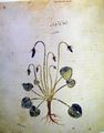 Folio 148v, Viola odorata (violet)