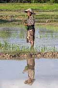 Water reflection of a smiling woman planting rice