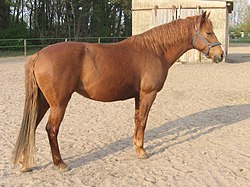 A chestnut Barb horse standing on a sandy lot
