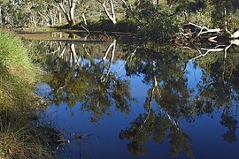 Ellery Creek and river red gum trees