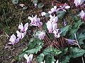 Cyclamen hederifolium flowers and leaves