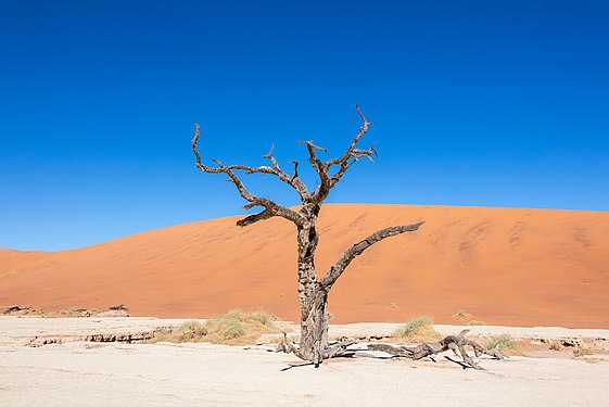 Dead Vlei, Sossusvlei, Namibia.