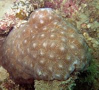 types of Corals in St. Brandon - Diploastrea heliopora