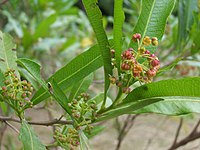 Jamaica dogwood (Dodonaea viscosa)