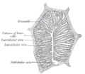 A single lobule of the liver of a pig. X 60.