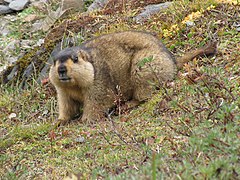 Himalayan marmot
