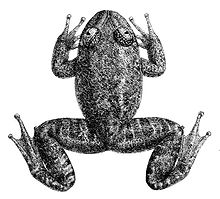 Black-and-white illustration of frog viewed from above