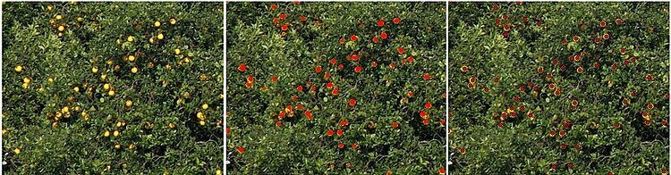GemIdent identifying oranges in an orange grove