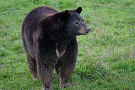 Amerikanischer Schwarzbär (Ursus americanus)