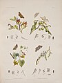 A plate from Australian Lepidoptera and their transformations, drawn from the life