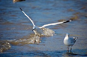 Two silver gulls, one standing and one in flight, at the water's edge