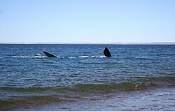 Southern right whale showing pectoral fins