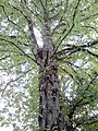 Typical epicormic shoots and dense branching