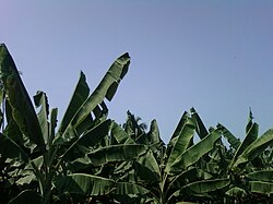 Banana Plantations near Billakurru