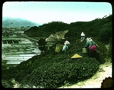 Women working on hillside; rice fields and village below