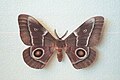 Adult emperor moth (Gonimbrasia belina)