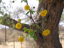 Yellow inflorescences