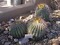 Barrel cactus at the Arizona-Sonora Desert Museum botanical garden
