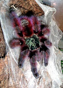 Caribena versicolor or Antilles pinktoe tarantula