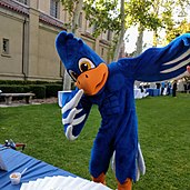 The Cecil the Sagehen costume (blue, with white wingtips and an orange beak and legs) at a function at Memorial Court