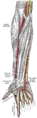 The radial and ulnar arteries.