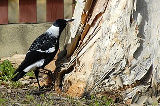 Western magpie female (note scalloped back) collecting nesting material