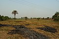 An Inland valley rice production near Bida, Niger State