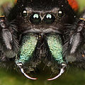 Image 2The fangs in spiders' chelicerae are so sclerotised as to be greatly hardened and darkened (from Arthropod exoskeleton)