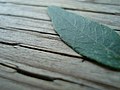 Macro close-up of a leaf on a wooden bench.