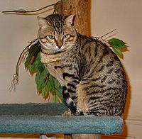 This black spotted tabby Mau has the "Mark of the Scarab Beetle" on their forehead.