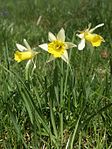 Gelbe Narzisse oder Osterglocke (Narcissus pseudonarcissus) (in tieferen Lagen Mitteleuropas während dieses Monats blühend)