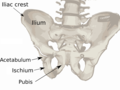 Diagram of the pelvis.