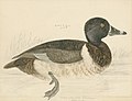 Illustration of duck in faintly drawn body of water
