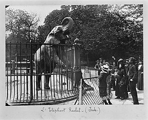 Rachel the elephant (c. 1905)