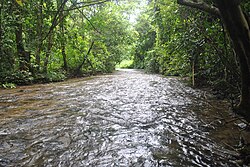 Stream in Raimona National Park