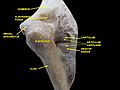 Elbow joint. Deep dissection. Posterior view.