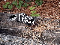 Eastern spotted skunk (Spilogale putorius)