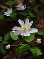 Rue-anemone (Thalictrum thalictroides)