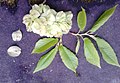 Narrow-leaved Ulmus × hollandica cultivar ('Viminalis') in Edinburgh: hybrid fruit and new leaves