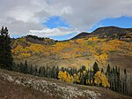A photo of aspens in fall along the Crooked Creek Road